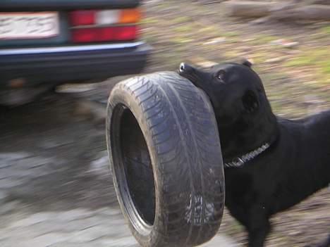 Puch         maxi k - sej hund billede 1