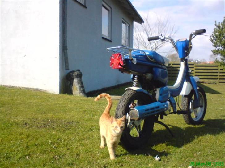 Suzuki fz 50 billede 8