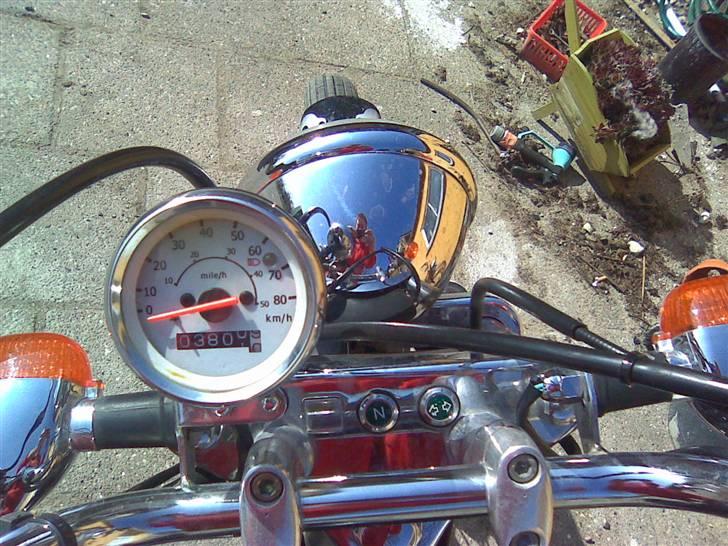 Regal raptor billede 8