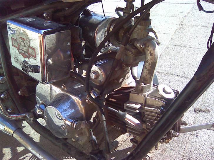 Regal raptor billede 9