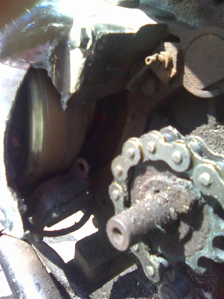 Regal raptor billede 10