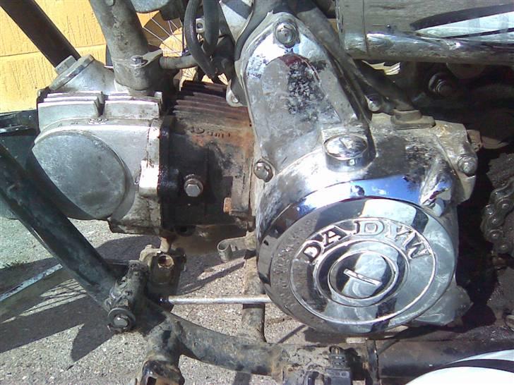 Regal raptor billede 11