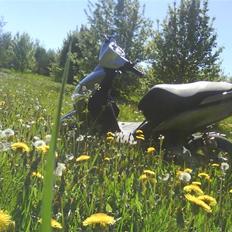 Yamaha JOG R SOLGT :´(