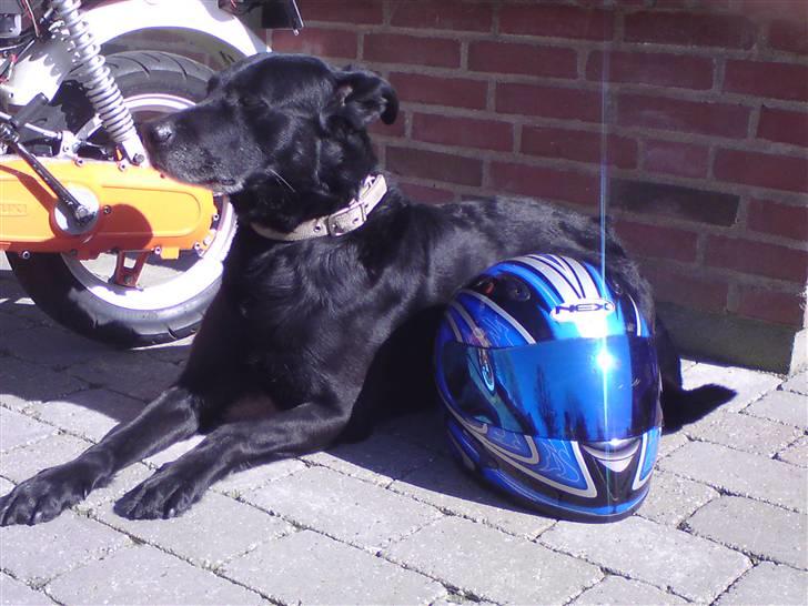 Suzuki Fz50 billede 3