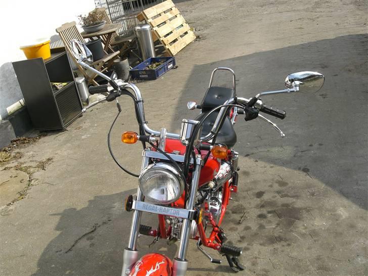 Regal Raptor  billede 1