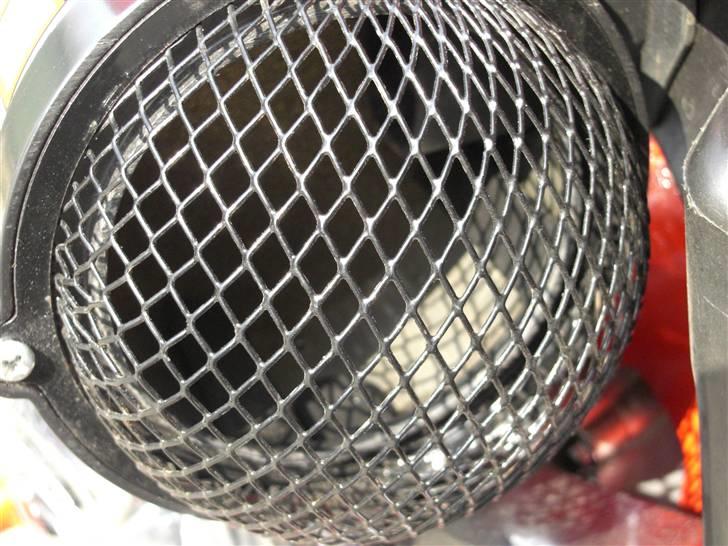 Regal Raptor  billede 2