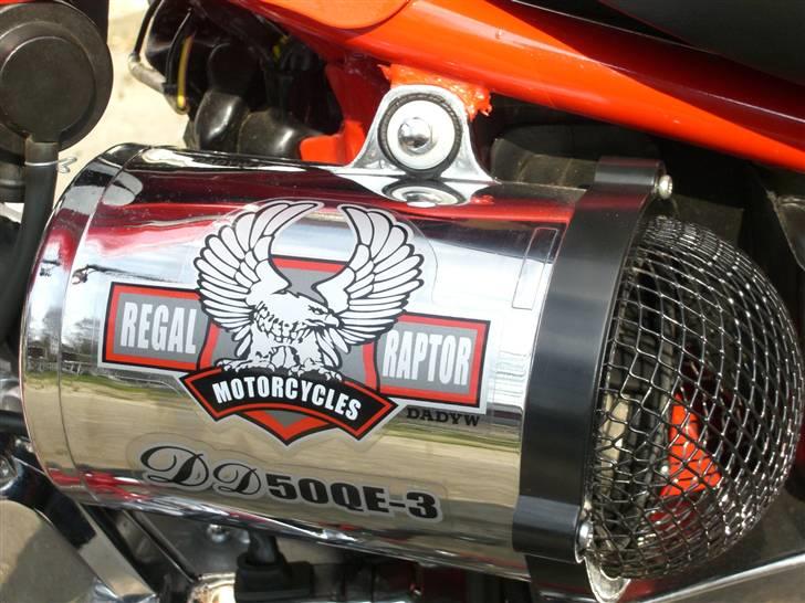 Regal Raptor  billede 3