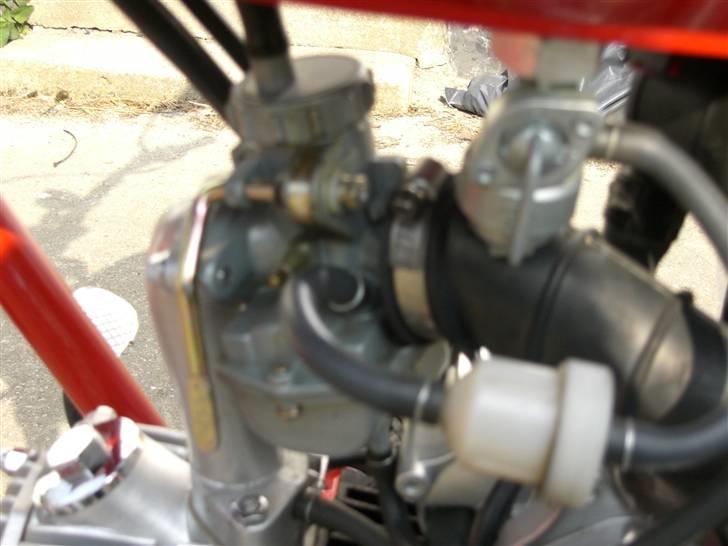 Regal Raptor  billede 4