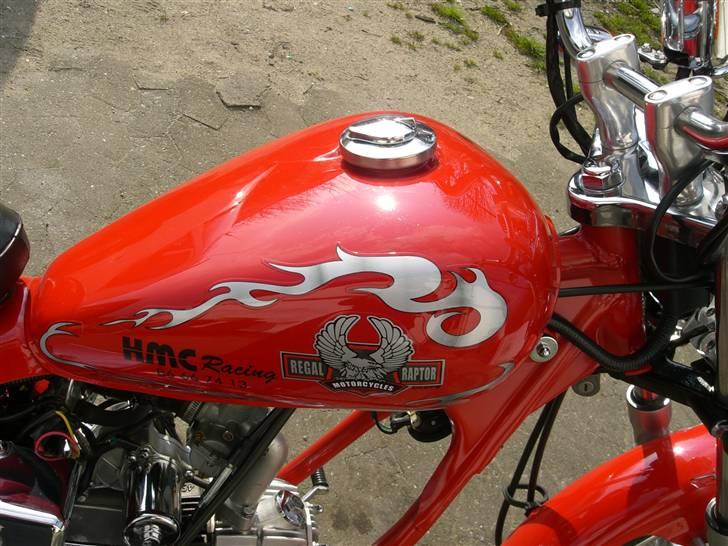 Regal Raptor  billede 8