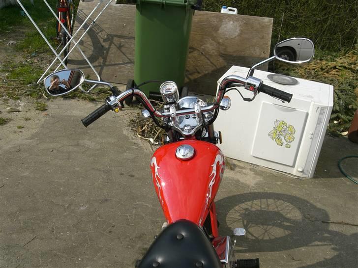 Regal Raptor  billede 12