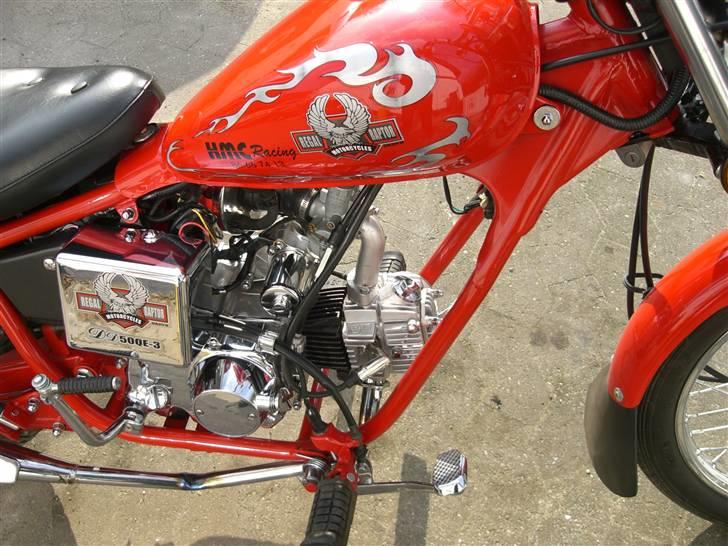 Regal Raptor  billede 14