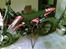 Apollo Orion   50cc SOLGT