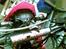 Apollo Orion   50cc SOLGT