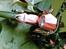 Apollo Orion   50cc SOLGT