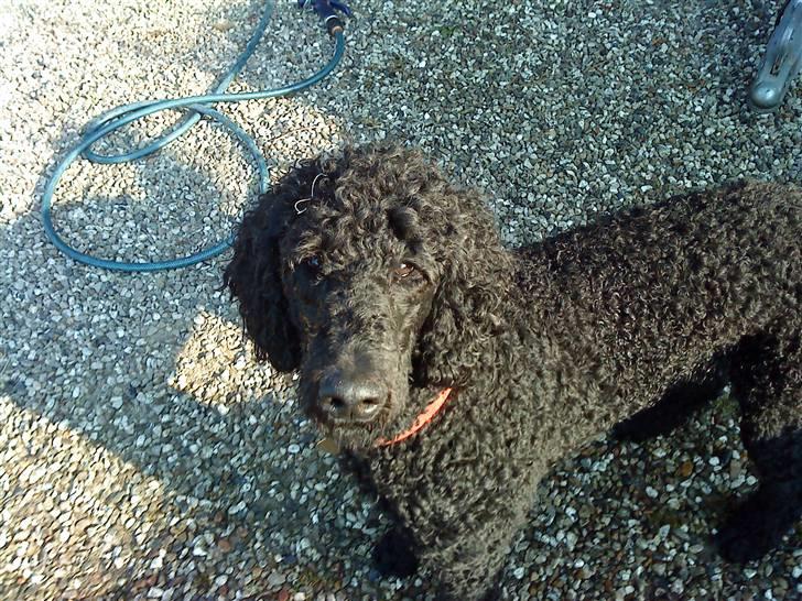 Gilera Stalker billede 10