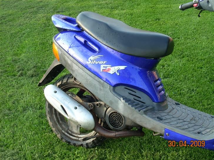 Adly silver fox  billede 5