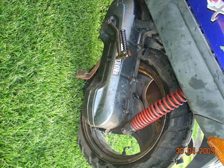 Adly silver fox  billede 9