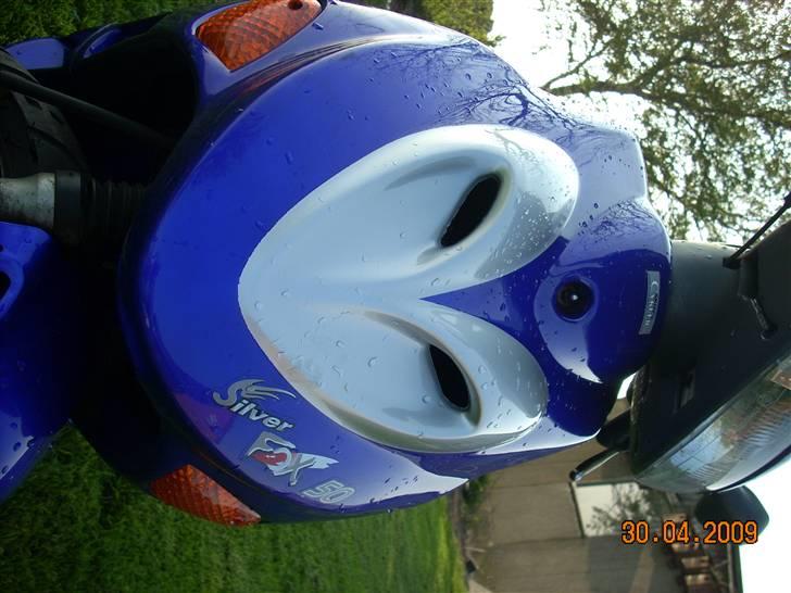 Adly silver fox  billede 11