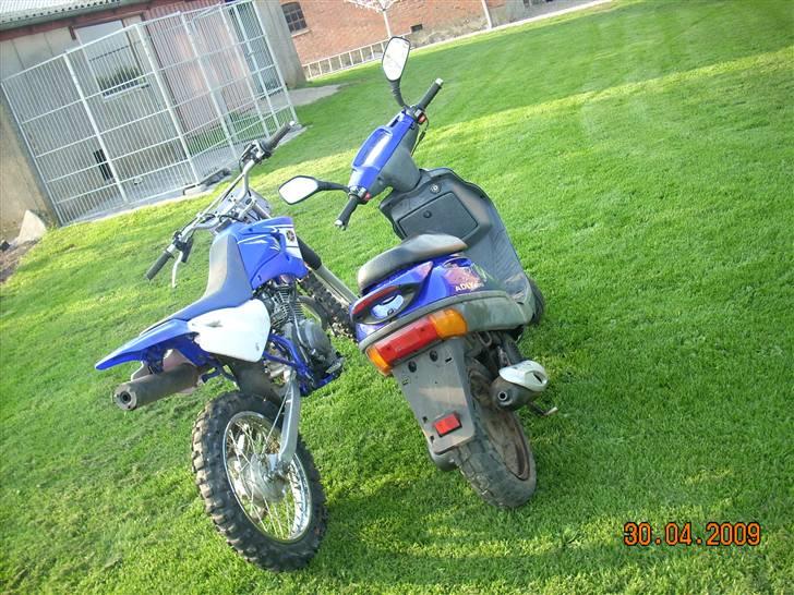 Adly silver fox  billede 14