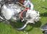 Sachs MadAss// SOLGT!