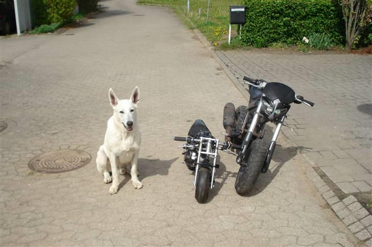 Suzuki ssm BYTTET TIL DERBI  billede 4