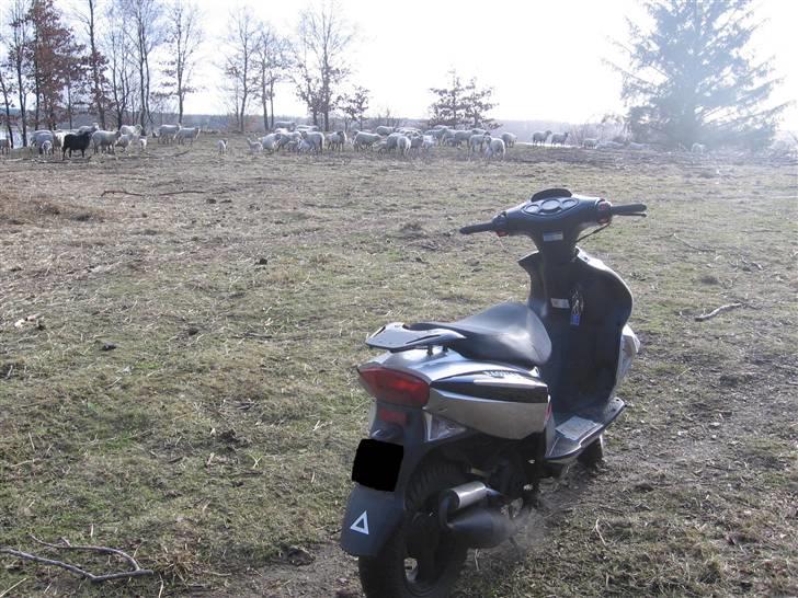 Baotian bt49qt-12 Rocky solt billede 1