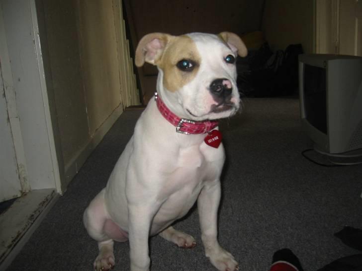 Gilera Stalker Ac  - Min dejlige hund! billede 8