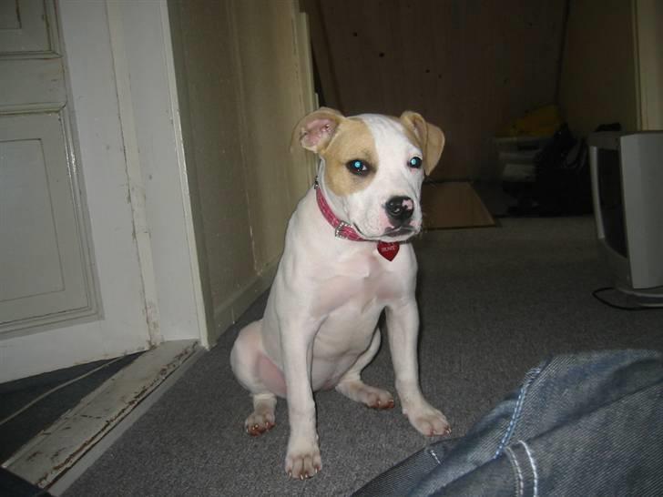 Gilera Stalker Ac  - Min dejlige hund! billede 9