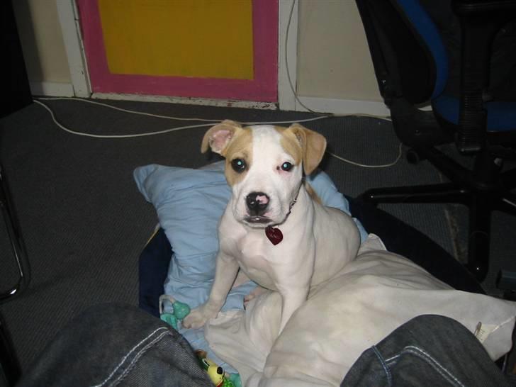 Gilera Stalker Ac  - Min dejlige hund! billede 10