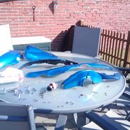 Giantco sprint sport 