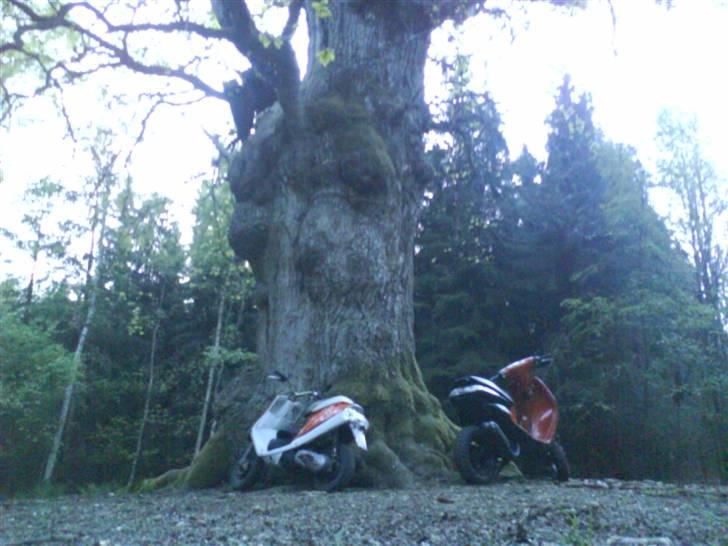 Peugeot Vivacity TIL SALG billede 8