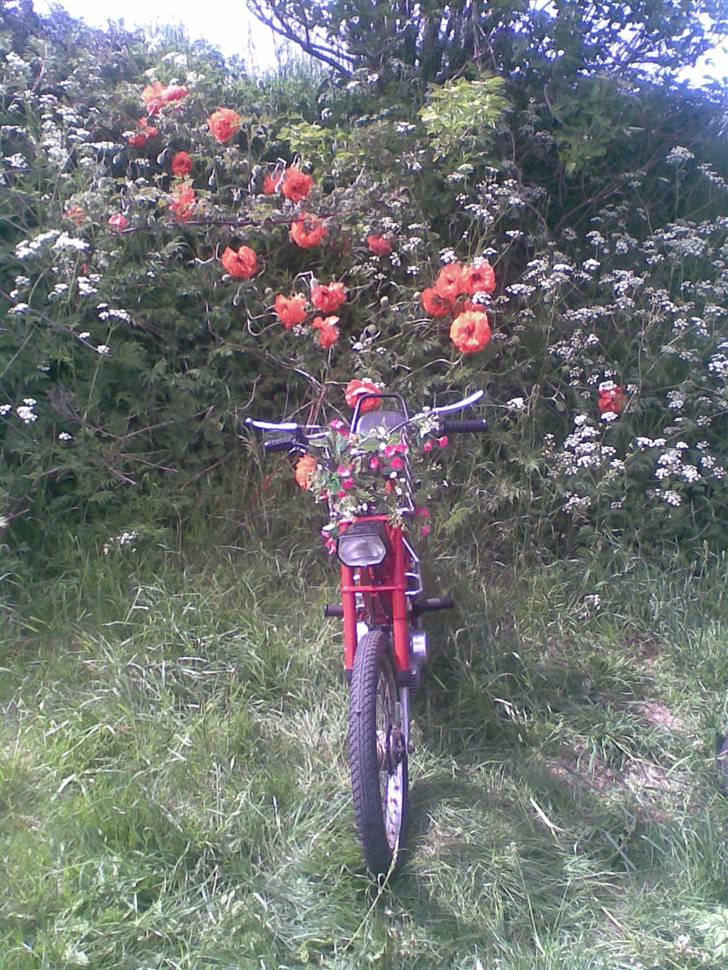 Puch maxi k solgt billede 4