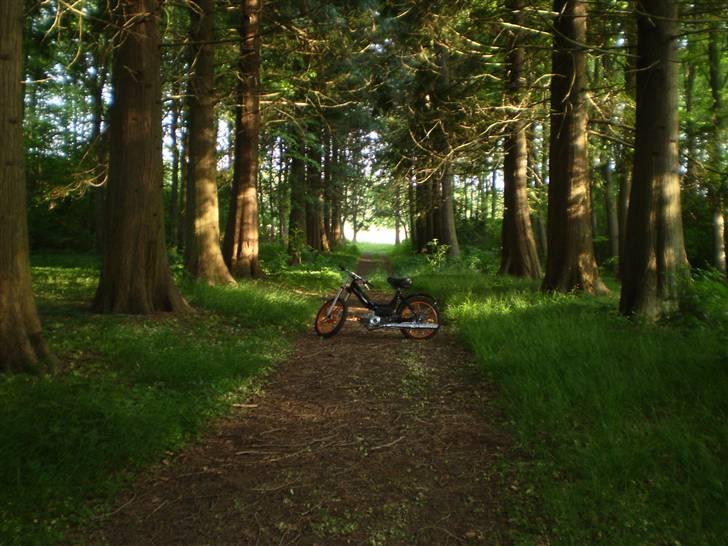 Puch Maxi K E50 *solgt* billede 1