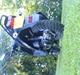PGO hot 50 sp