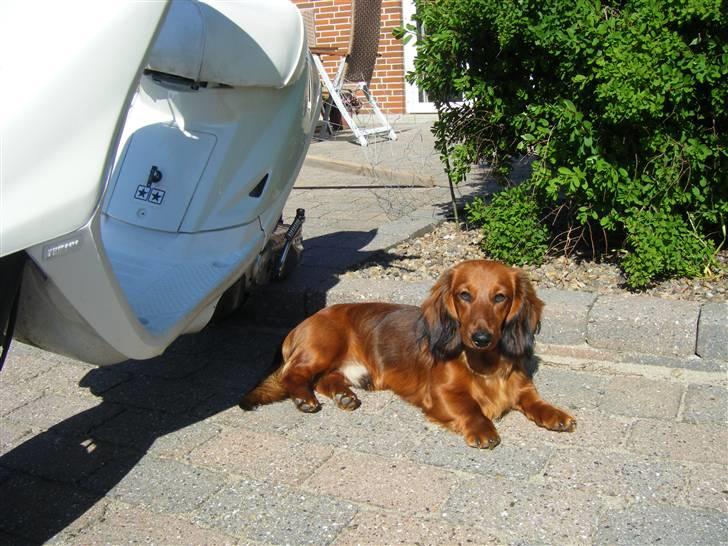 Yamaha Jog As Tilsalg  billede 13