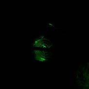 Aprilia Rally AC[StjåleT!]