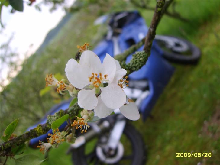 Yamaha Tzr  solgt billede 5