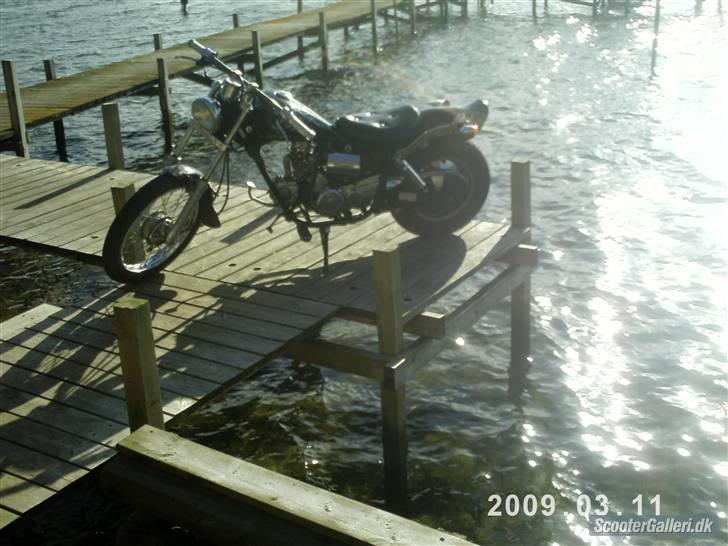 Regal Raptor **solgt** billede 5