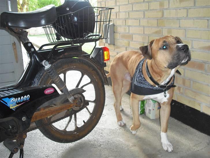 Tomos Quadro billede 11