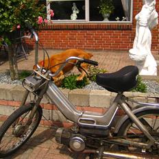 Puch Maxi K (Gm)