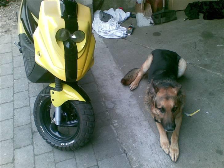 PGO Hot 50 billede 5