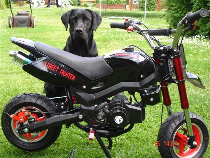 MiniBike "street fighter" solgt  billede 1