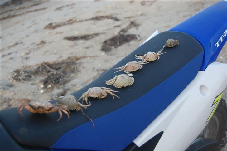 Yamaha TT-R 110 Solgt billede 13