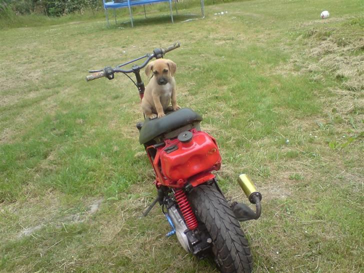 Adly silverfox/hot SOLGT billede 4