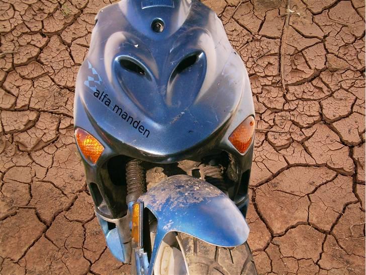 Adly Tmp baboon billede 12