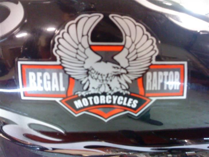 Regal raptor billede 19