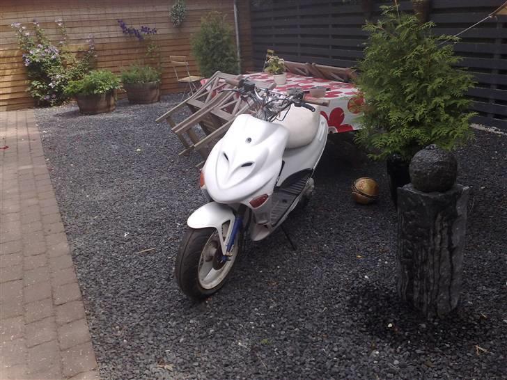 Adly silverfox (solgt) billede 17