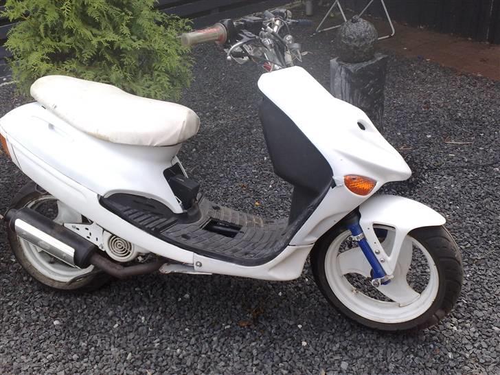 Adly silverfox (solgt) billede 18