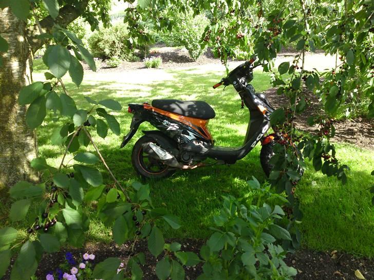 PGO Hot 50 **SOLGT** billede 6