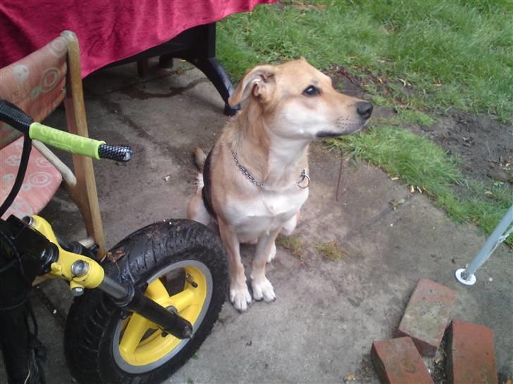 Aprilia sonic lc  billede 3